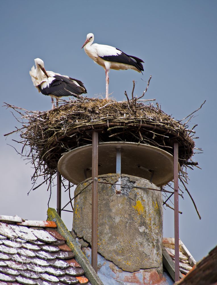 Störche im Altmühltal