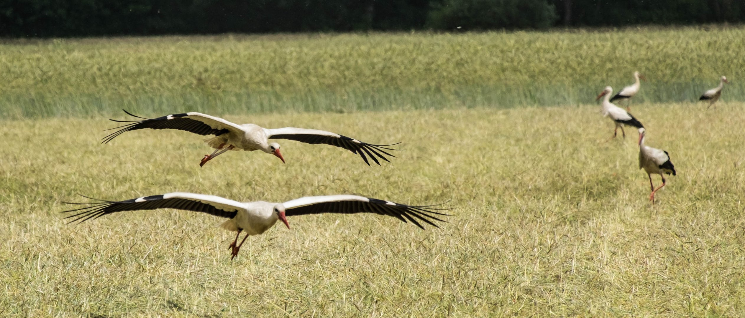 Störche im Anflug