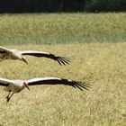 Störche im Anflug