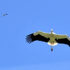 Störche im Doppelpack vor strahlend blauem Himmel am Bodensee