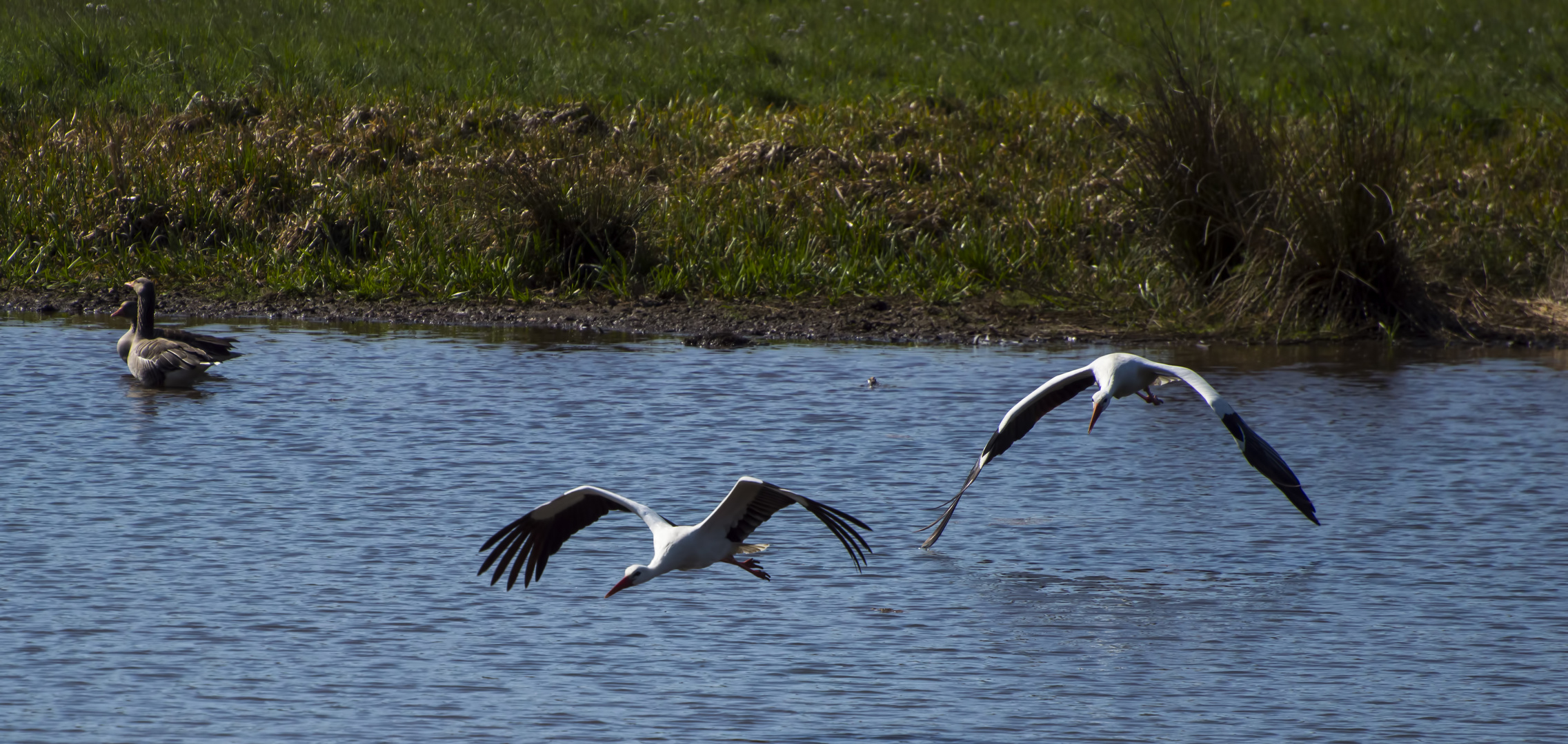 Störche im Flug