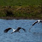 Störche im Flug