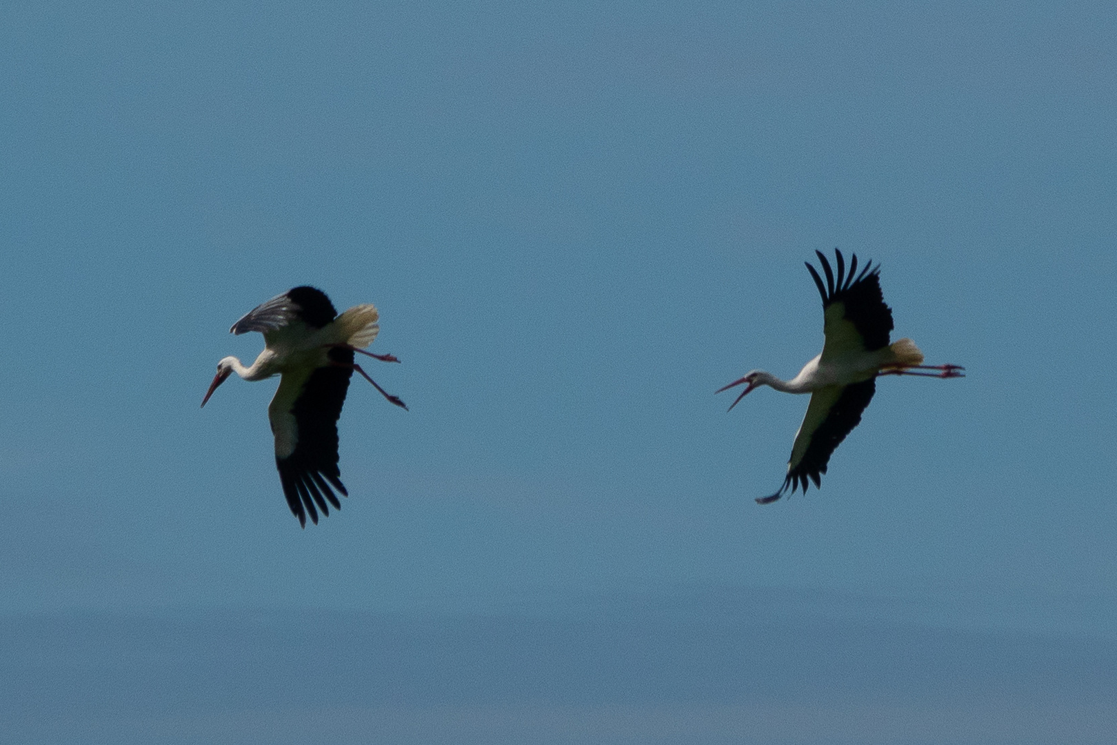 Störche im Flug