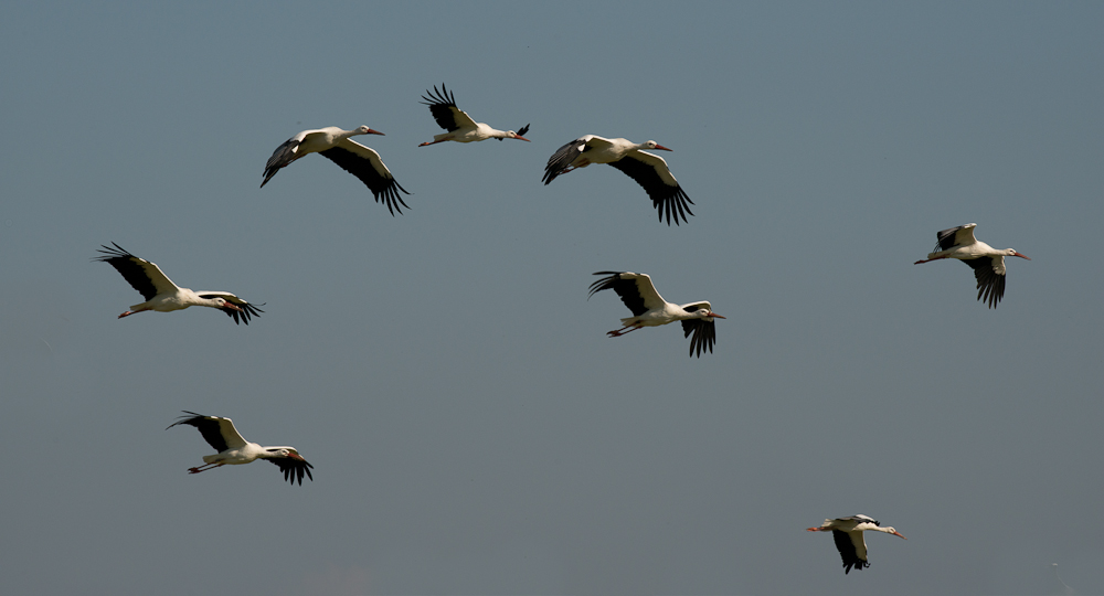 Störche im Formations-Flug