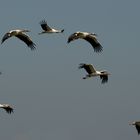 Störche im Formations-Flug