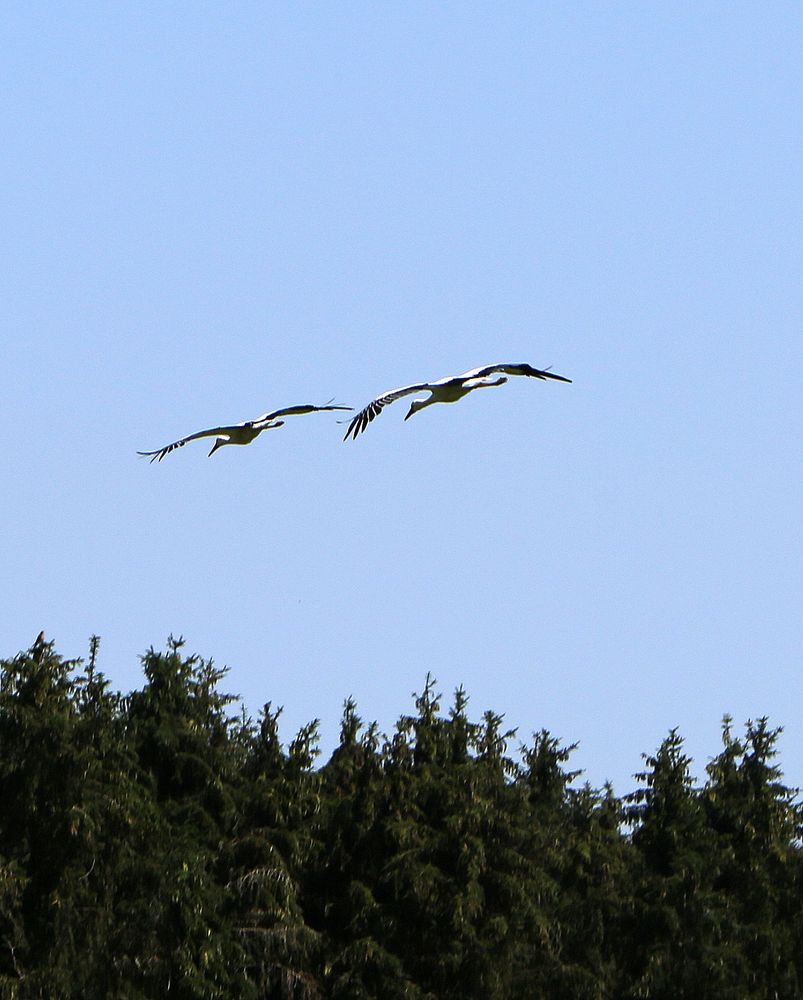 Störche im Formationsflug