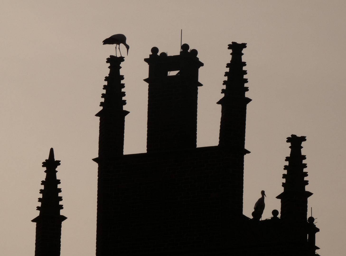 Störche im Gegenlicht auf Schloss Heessen