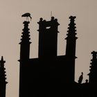 Störche im Gegenlicht auf Schloss Heessen