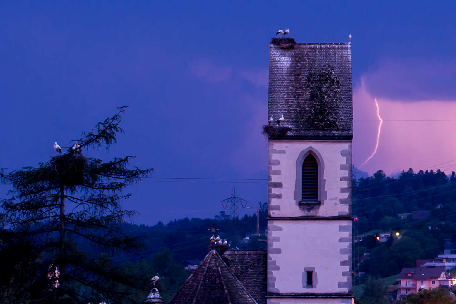 Störche im Gewitter