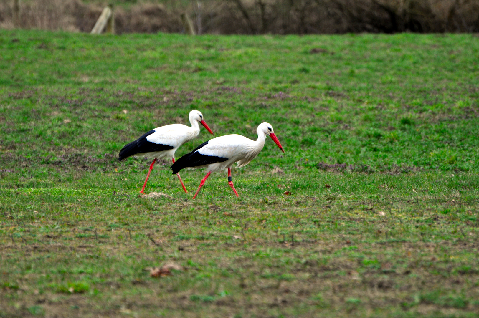 Störche im Gras