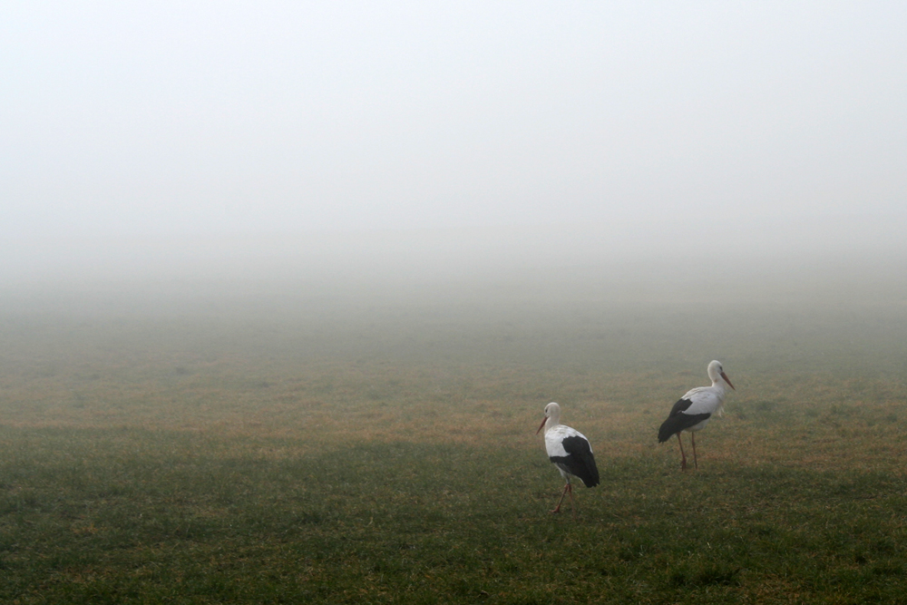 Störche im Nebel