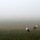 Störche im Nebel