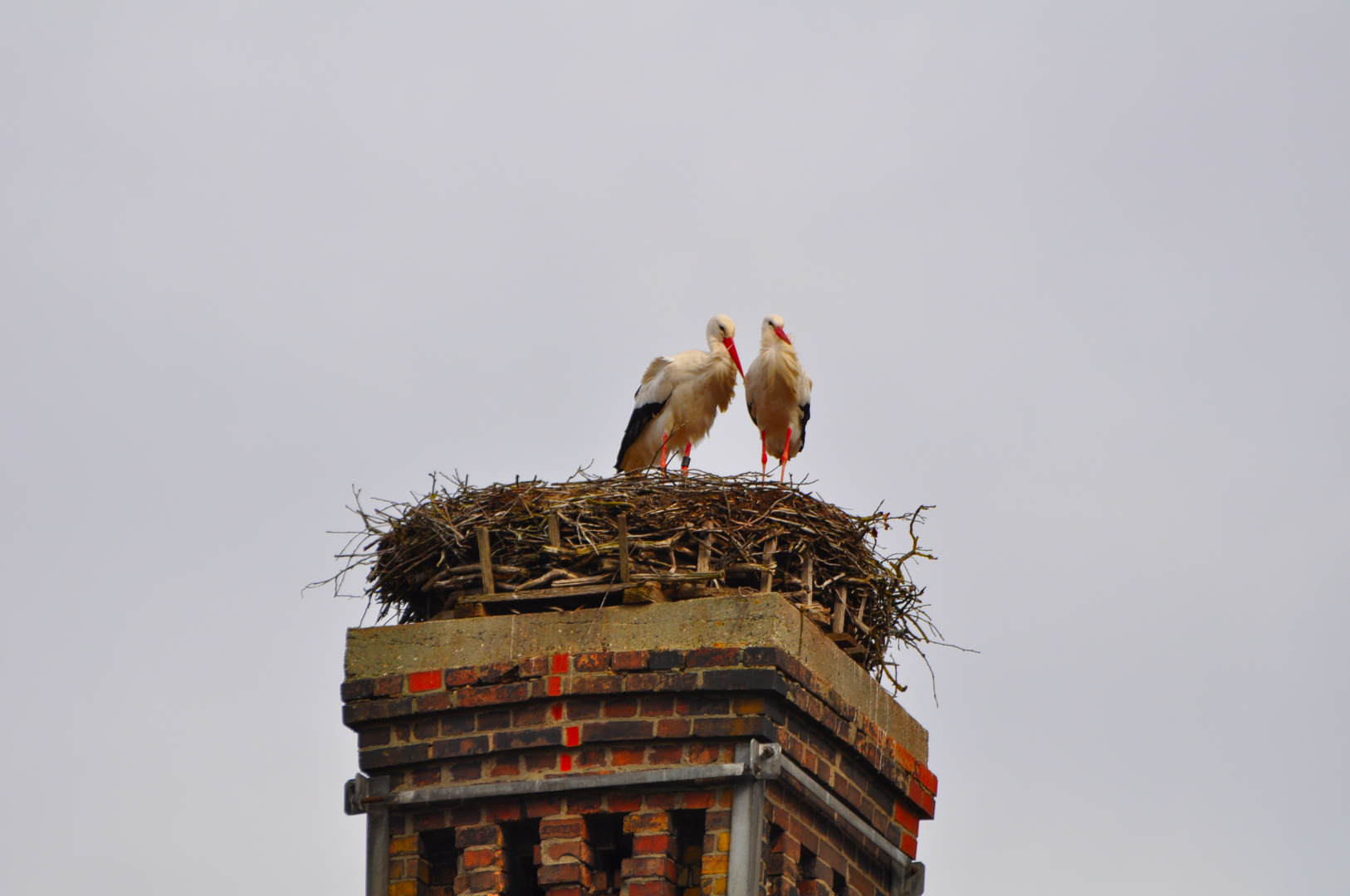 Störche im Nest