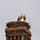 Störche im Nest