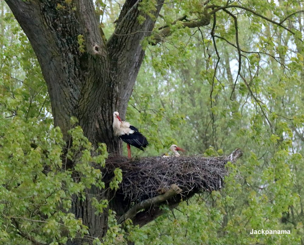 Störche im Nest