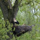 Störche im Nest