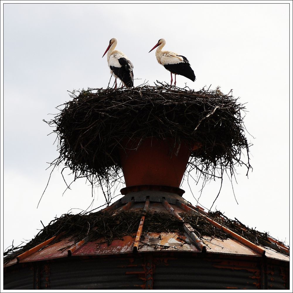 Störche im Nest