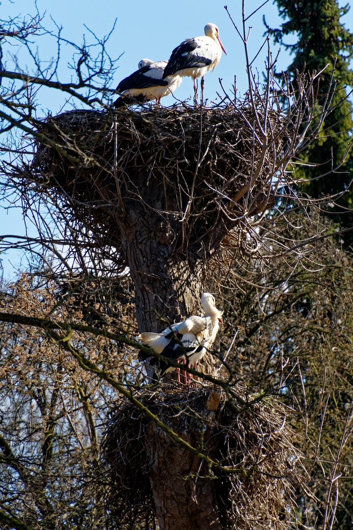 Störche im Nest 