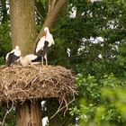 Störche im Nest