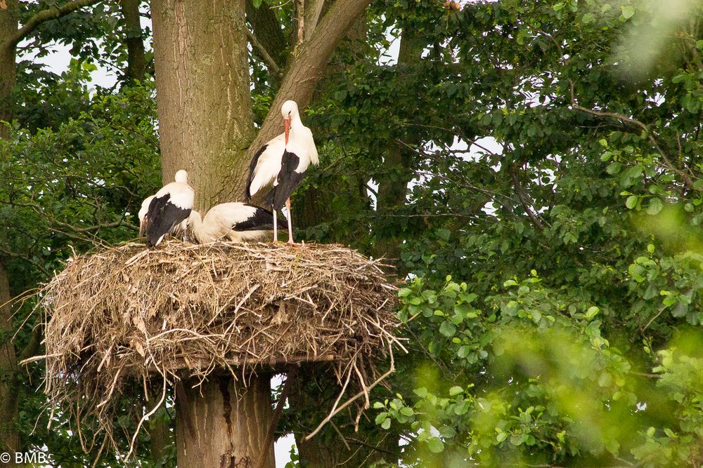 Störche im Nest