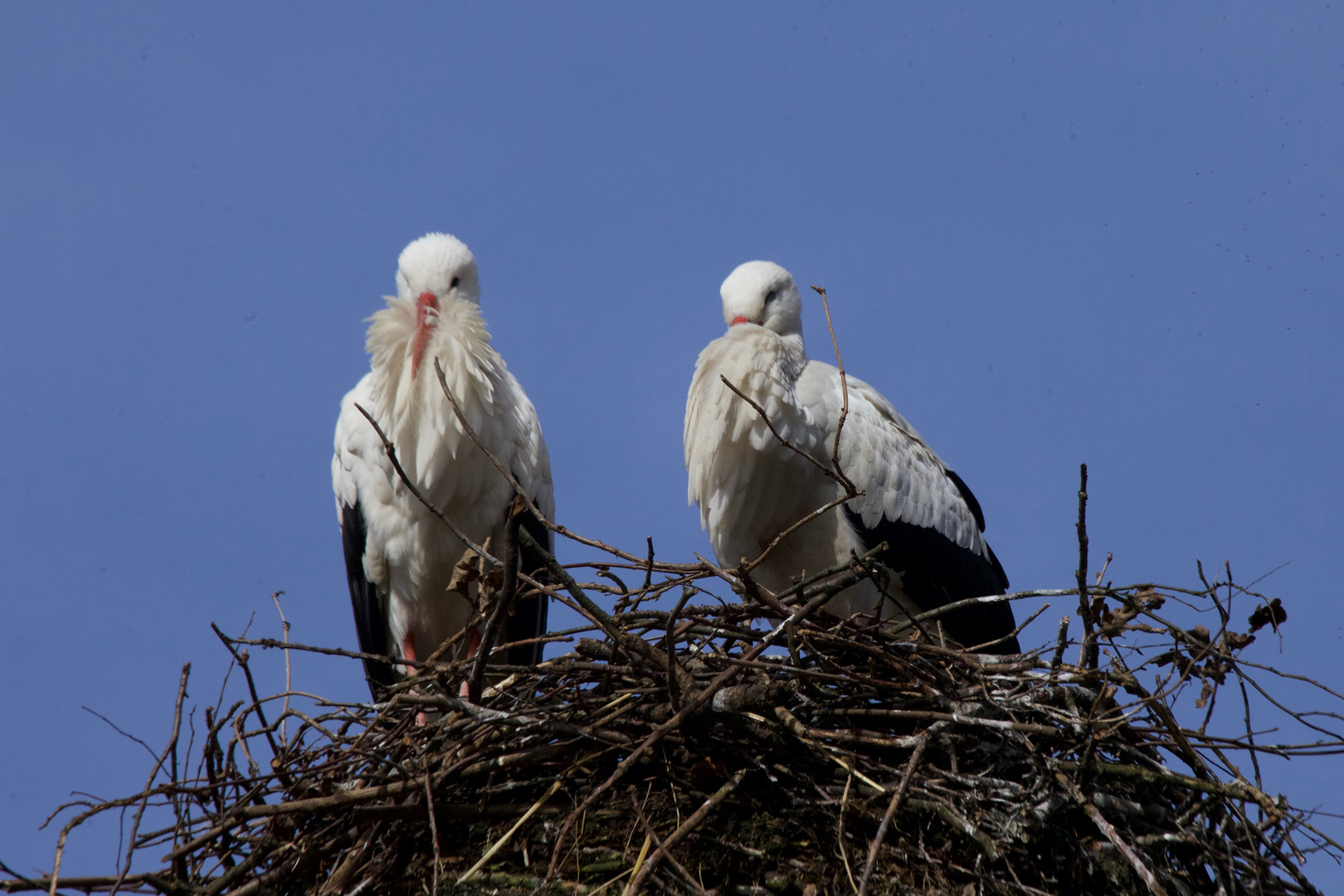 Störche im Nest