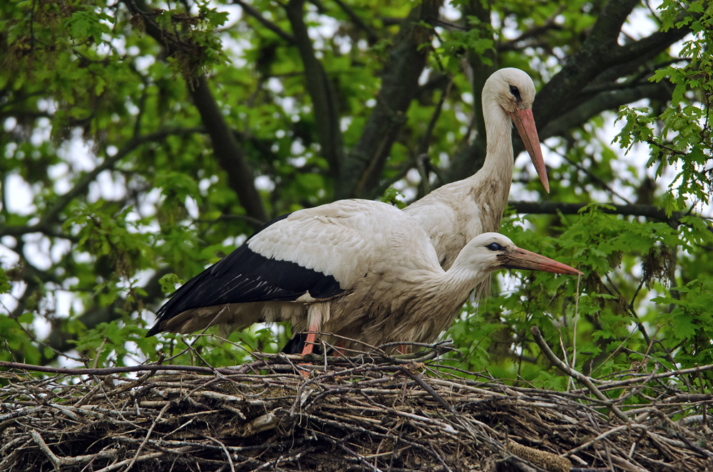 Störche im Nest