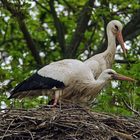 Störche im Nest