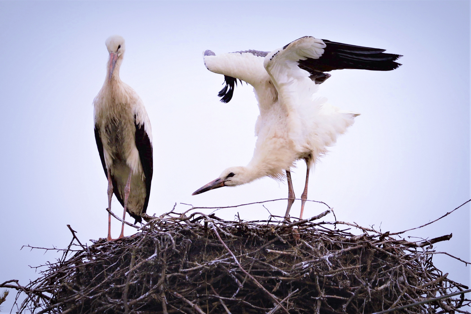 Störche im Nest