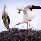 Störche im Nest