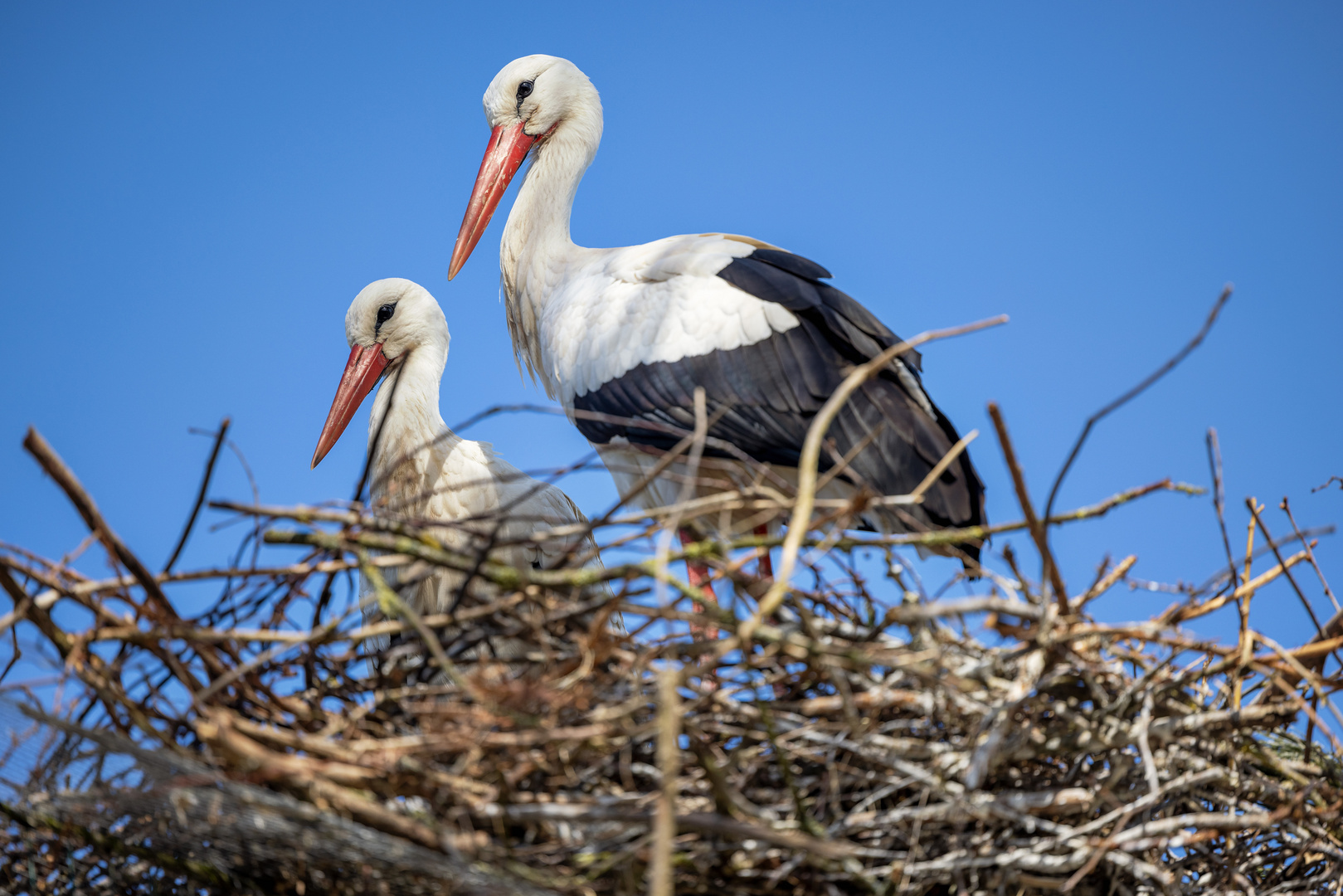 Störche im Nest