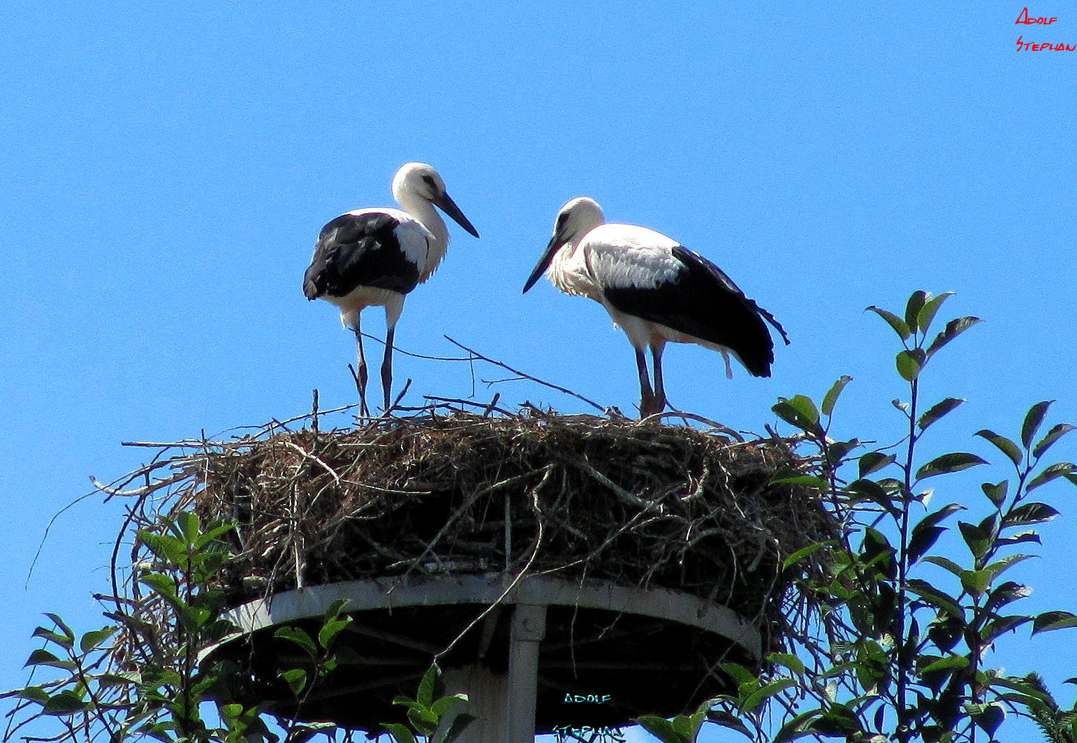 Störche im Nest