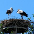 Störche im Nest