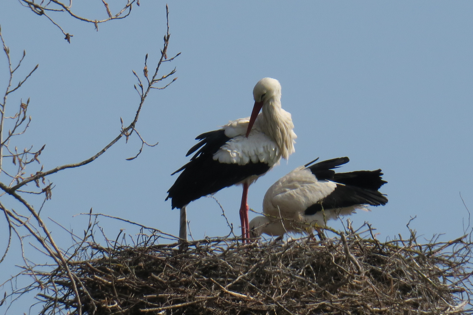 Störche im Nest