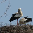 Störche im Nest