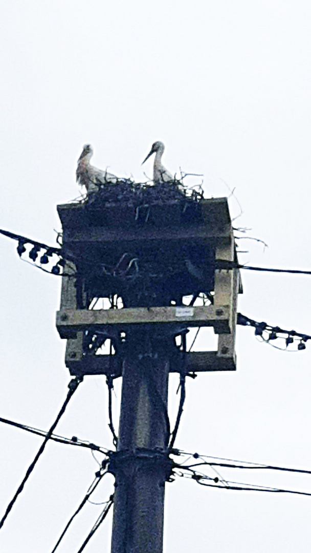 Störche im Nest 