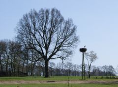 Störche im Nest