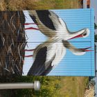 Störche im Nest