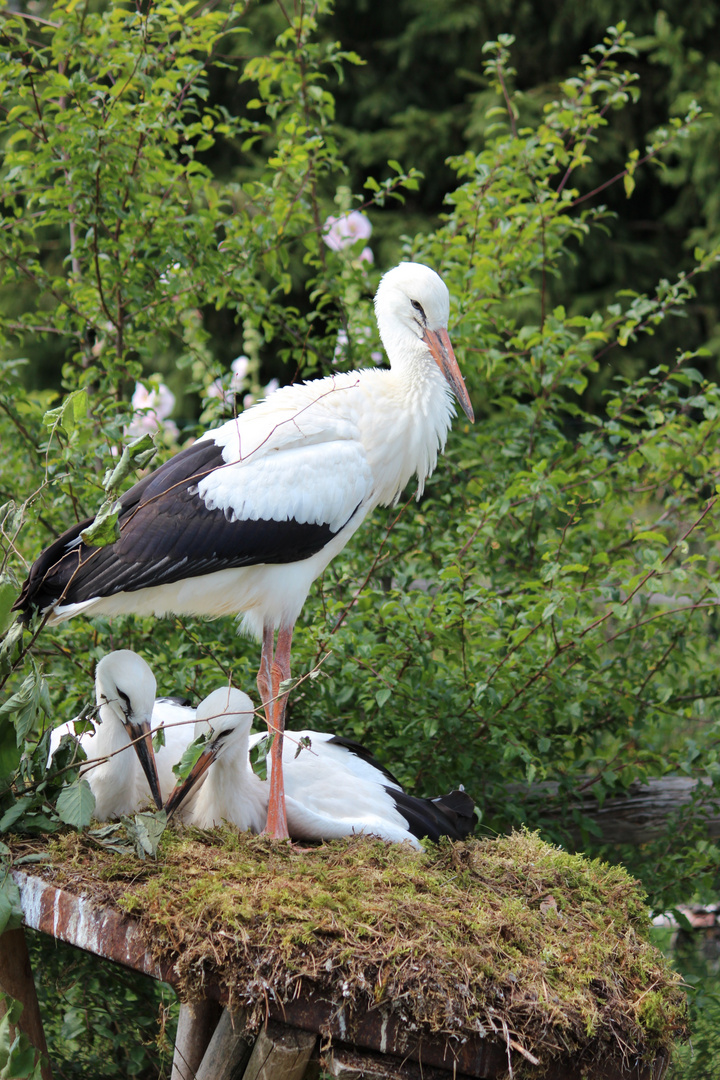 Störche im Nest