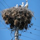 Störche im Nest