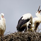 Störche im Nest - bald fliegen sie aus