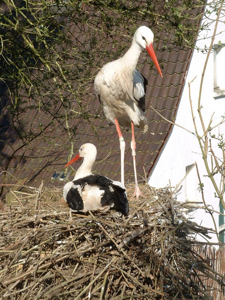 Störche im Nest