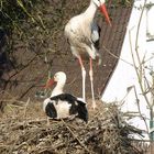 Störche im Nest