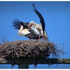 Störche im Nest