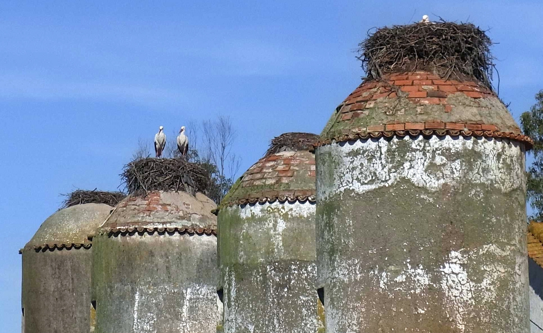 Störche im Nest