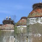 Störche im Nest