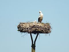 Störche im Nest