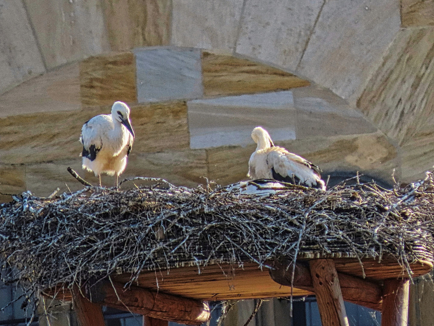 Störche im Nest