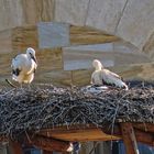 Störche im Nest