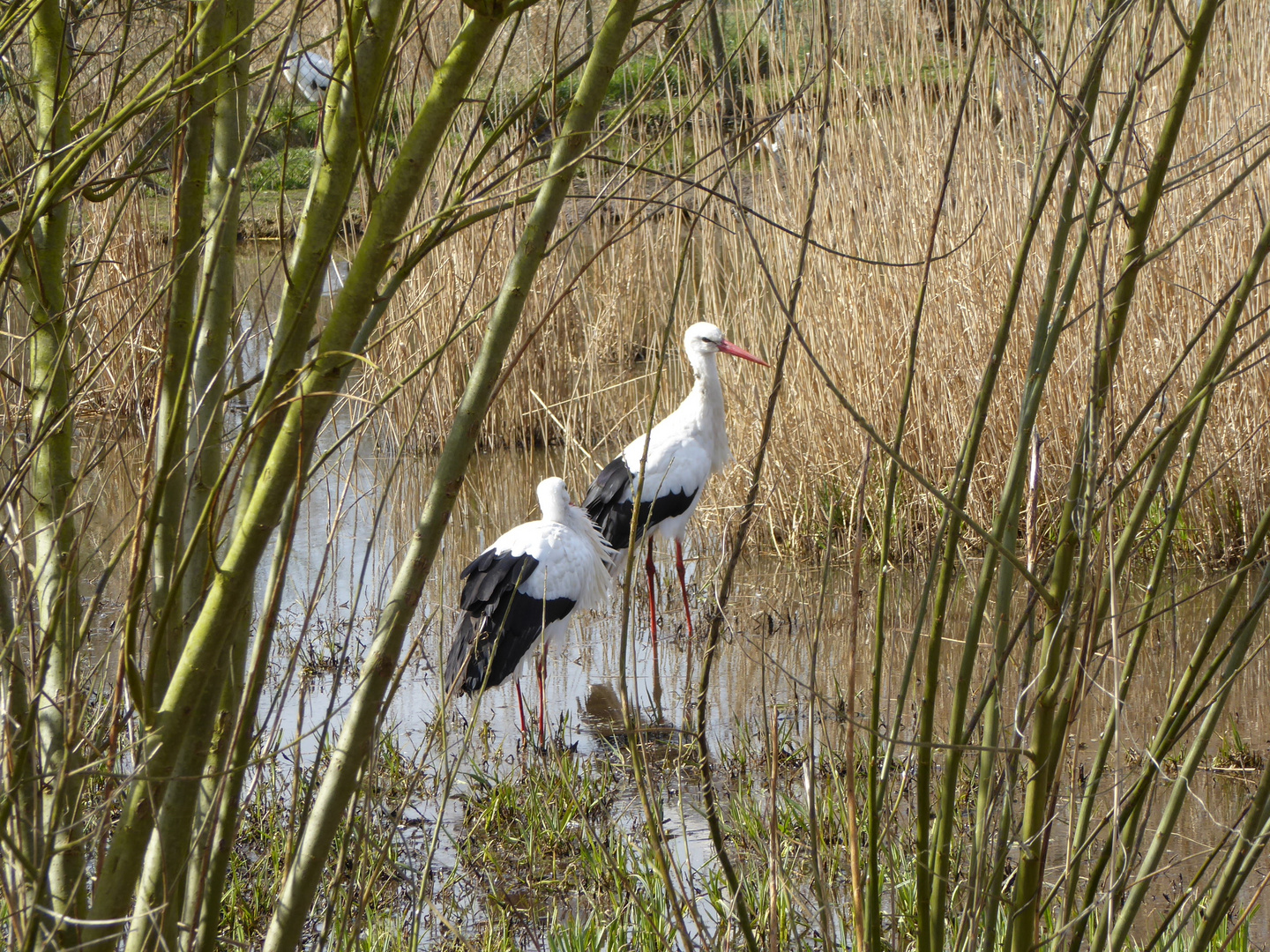 Störche im Niendorfer Vogelpark /Ostsee