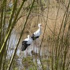 Störche im Niendorfer Vogelpark /Ostsee